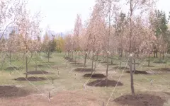 Уникальные деревья посадили в Астане