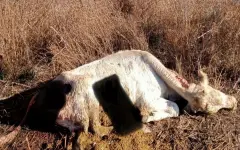Шакалы держат в страхе жителей Жетысуской области