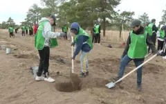 Восемь тысяч деревьев сегодня высадили в Актюбинской области