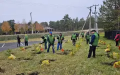25 тысяч деревьев за день посадили в Акмолинской области в рамках акции Таза Қазақстан