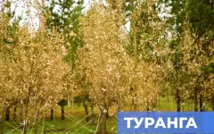 В Астану завезли уникальный сорт деревьев: в Ботаническом саду высадили турангу