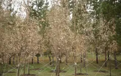 В столице высадили уникальное и сакральное дерево туранга