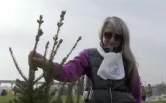 Городское пространство озеленяют в Усть-Каменогорске