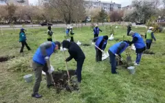 10 тысяч саженцев высадили в СКО