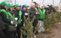 25 тысяч деревьев посадили акмолинцы