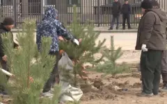 500 хвойных саженцев высадили в Аркалыке