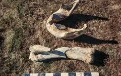 Кости мамонта обнаружили в Акмолинской области