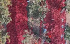 Видеограф показал с дрона, как жители Алматинской области собирают яблоки