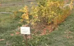 Единственный питомник восстанавливают в Атырауской области