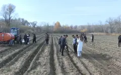 Пять тысяч сеянцев сосны высадили в Талдыкоргане