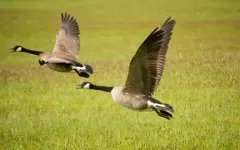 Астанчанин отстрелял 33 диких гуся и попал под следствие