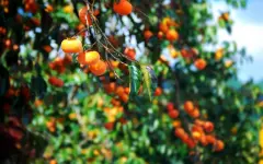 Раскрыты неожиданные свойства хурмы