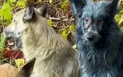 Собак синего цвета сняли волонтеры в Чернобыле