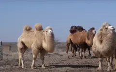 В Атырау верблюд набросился на подростка – видео