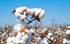 Уборка урожая хлопчатника завершается в Казахстане