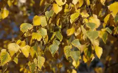 Дожди и ветер придут в Казахстан