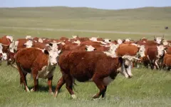 В Казахстане списали 5 млн голов скота: Не могли относиться к разряду живых
