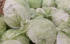 Овощехранилища заполнены, цены зафиксированы