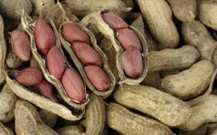 Собран первый урожай арахиса