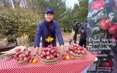 Вкус апорта в осеннем парке