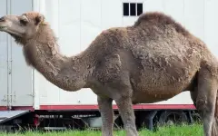 Разыскивается хозяин верблюда, который навалился на ребенка в Кульсары