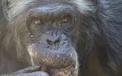 Шимпанзе способны взвешивать противоречивые данные, как и люди – ученые