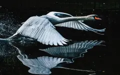 Лебедь парализовал движение поездов на крупнейшей железнодорожной станции в Шотландии