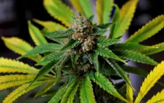 Полицейские изъяли более 12 кг наркотиков в ЗКО