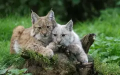 Рысь с детенышем попали на камеру в области Жетысу