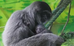 Из Таиланда в Индию пассажир привез в сумке краснокнижных животных