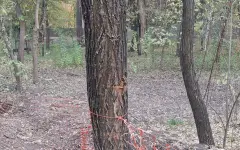 Подросток разбился на мопеде в алматинской роще Баума