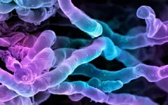 Новый мощный антибиотик десятилетиями прятался на виду