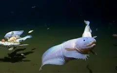 Ученые узнали, как выглядит самая глубоководная рыба в мире