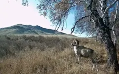 Краснокнижный архар попал в фотоловушку в Карагандинской области