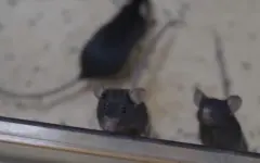 Миссия «Шэньчжоу-21»: мыши в порядке