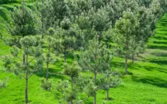 Инвестиции в лесное хозяйство выросли в 8 раз в Казахстане