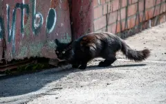 Казахстанец умер после укуса бездомной кошки