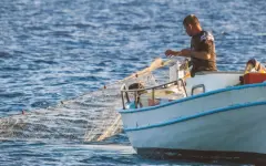 112 кг рыбы ценных пород незаконно выловил житель Приозерска