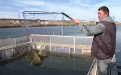 Свыше 1000 тонн рыбы планируют вырастить в Жамбылской области