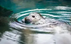 Туши мертвых тюленей снова обнаружили на берегу Каспия