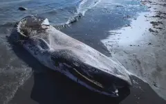 Редкий случай: у берегов Сахалина выбросило мертвого финвала