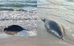 Более ста мертвых тюленей обнаружили в Мангистауской области