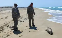 Туши более 100 мертвых тюленей обнаружены на побережье Каспия