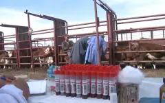 Более 300 ветеринарных вакансий открыты в РК