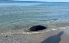 На побережье Каспия обнаружили 112 мертвых тюленей