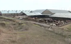 Казахстан расширяет экспорт животноводческой продукции