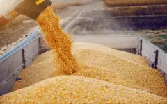 Уборка зерновых полностью завершена – Минсельхоз