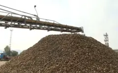 360 тысяч тонн сахарной свёклы собрали фермеры