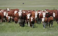 Сколько скота в Казахстане – данные сельхозпереписи озвучат в 2026 году