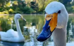 Лебеди Алматы переехали в зимние вольеры, а рыбы остались на зимовку в прудах